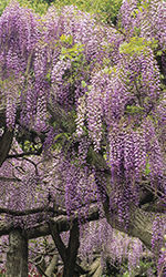 Chinese and Japanese Wisteria