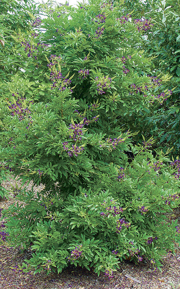 Evergreen wisteria