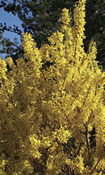 Forsythia