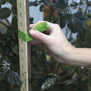 Using painter's tape and a yardstick to measure your plant's mature height