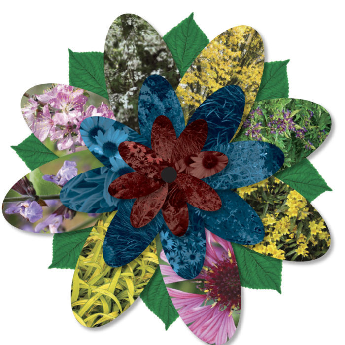 Colorful image of flower petals made up of various plants to try