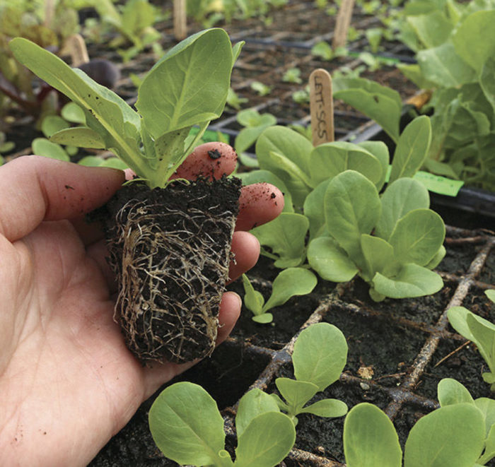 Have You Heard of Mini Head Lettuces? Fine Gardening