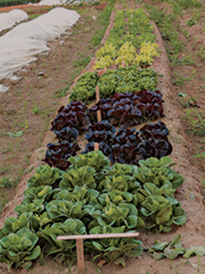 growing lettuce