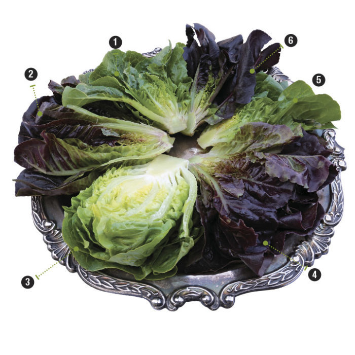 parts of lettuce 