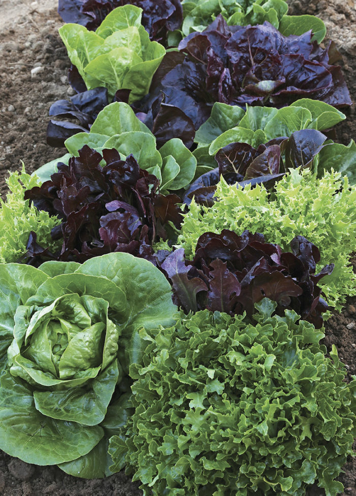 different types of lettuce plants