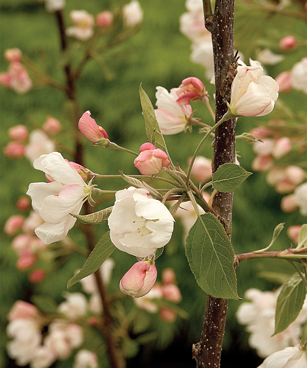 Tina Crabapple