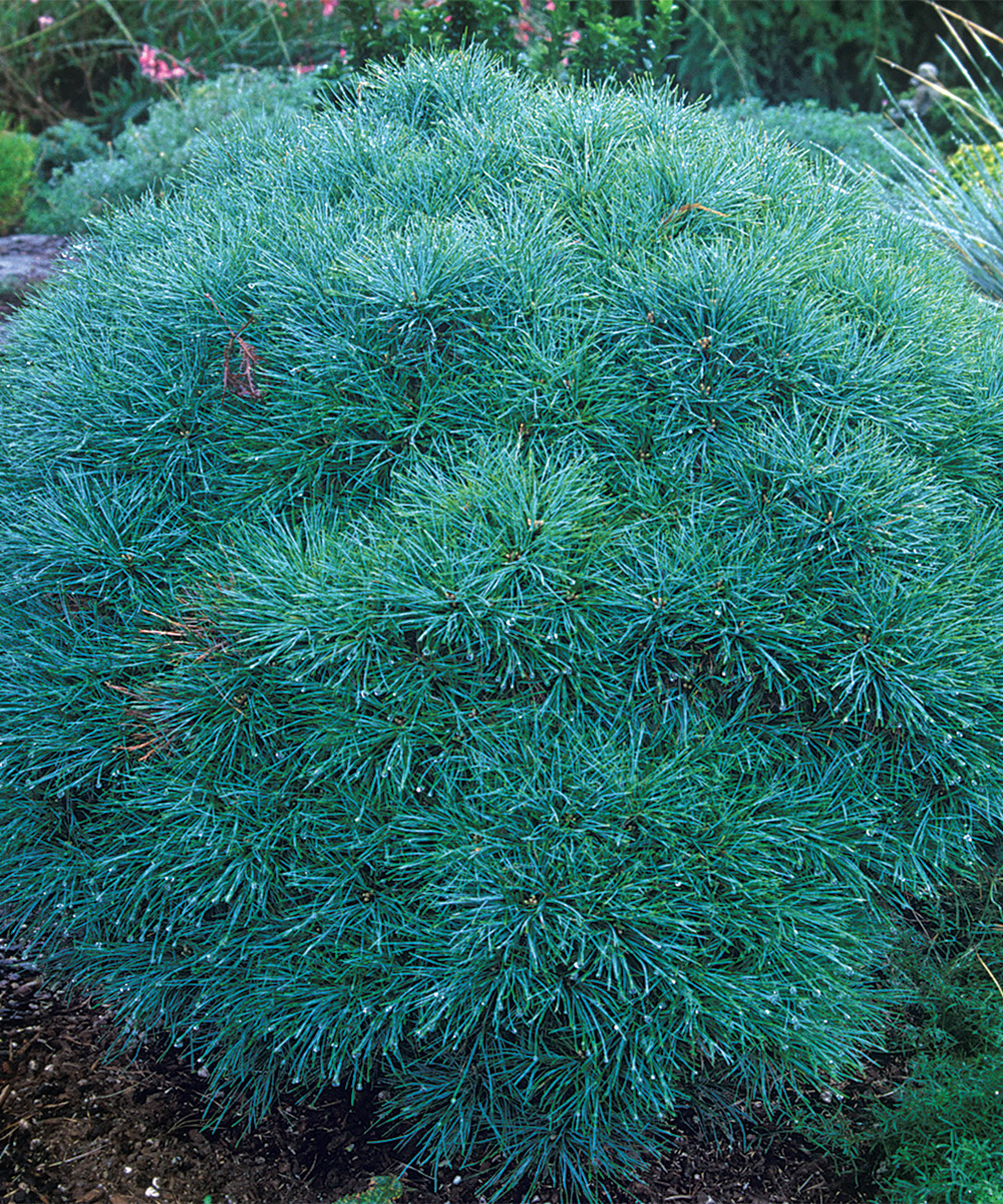 Minima White Pine