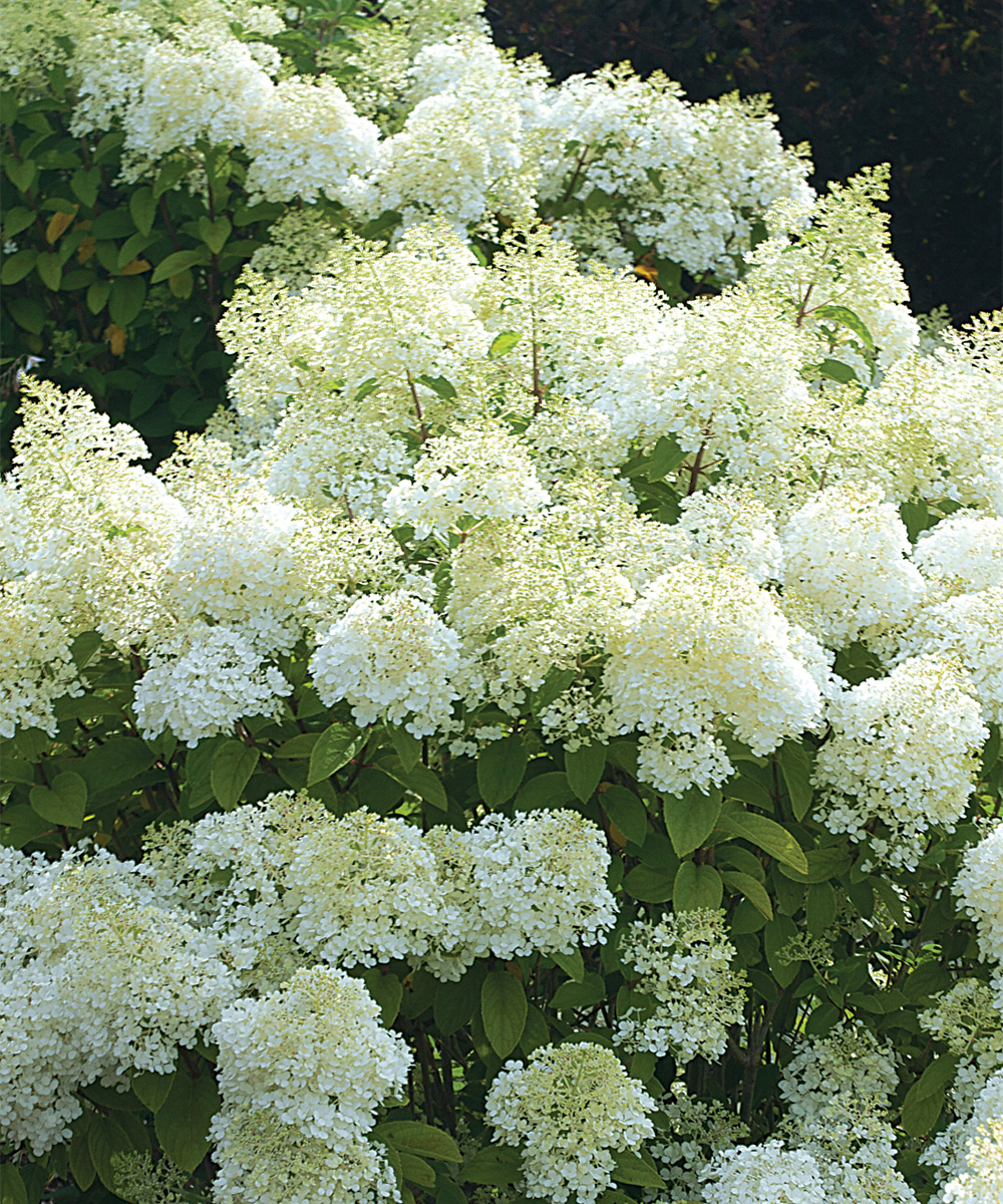 Bobo Panicle Hydrangea