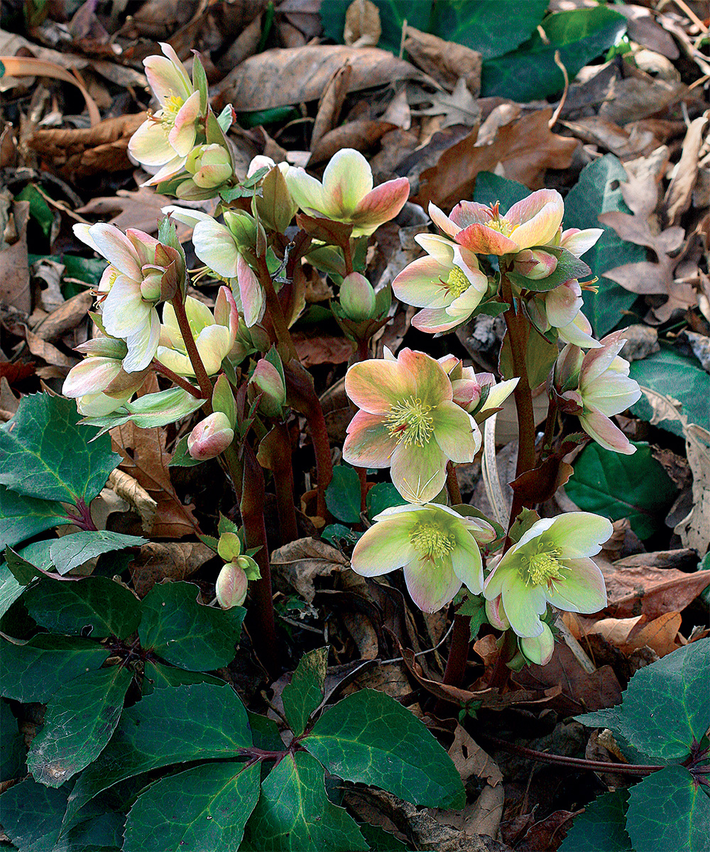 Ivory Prince Hellebore