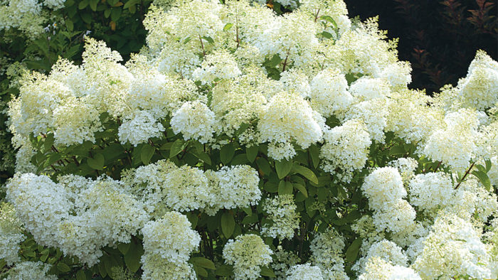 Bobo Panicle Hydrangea