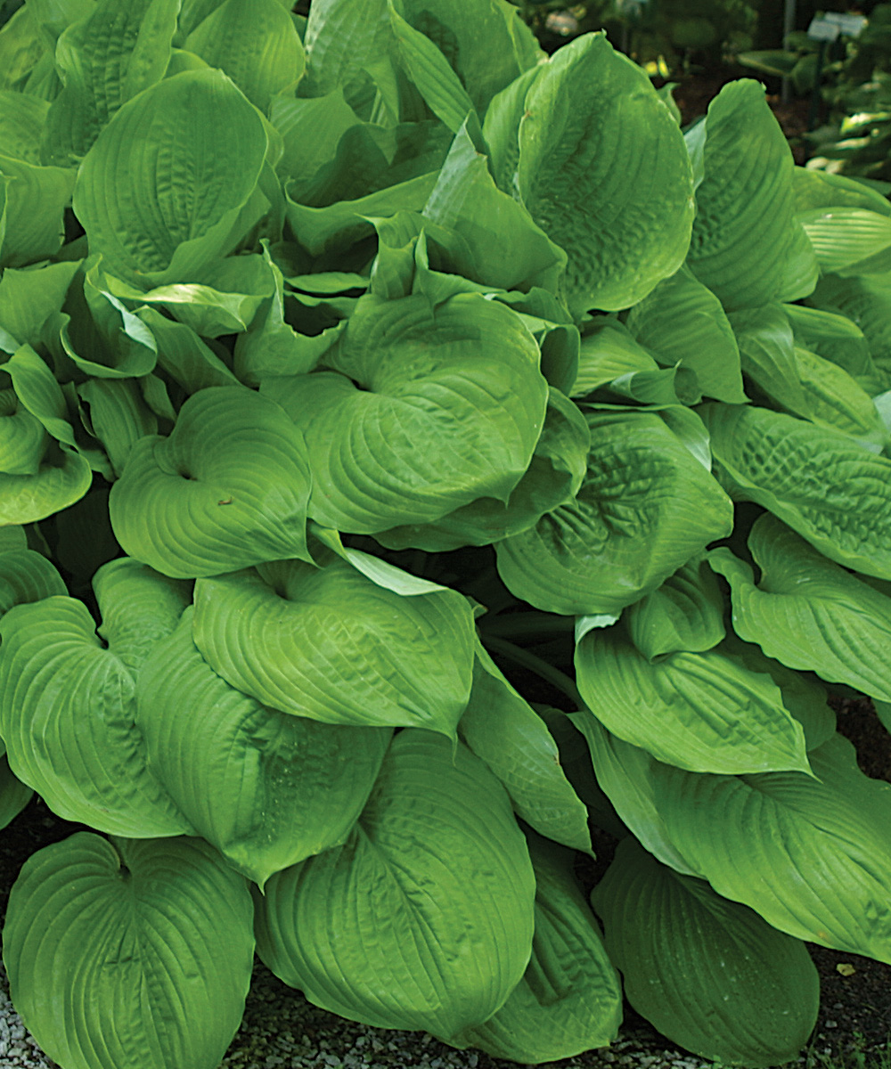 Sum And Substance Hosta