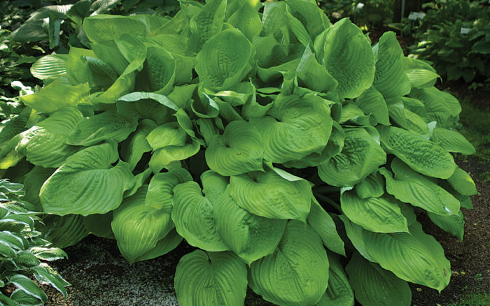 Sum And Substance Hosta