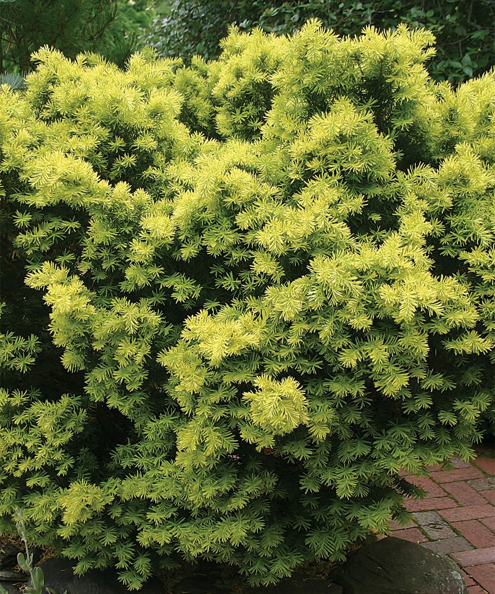 Dwarf Bright Gold Japanese Yew