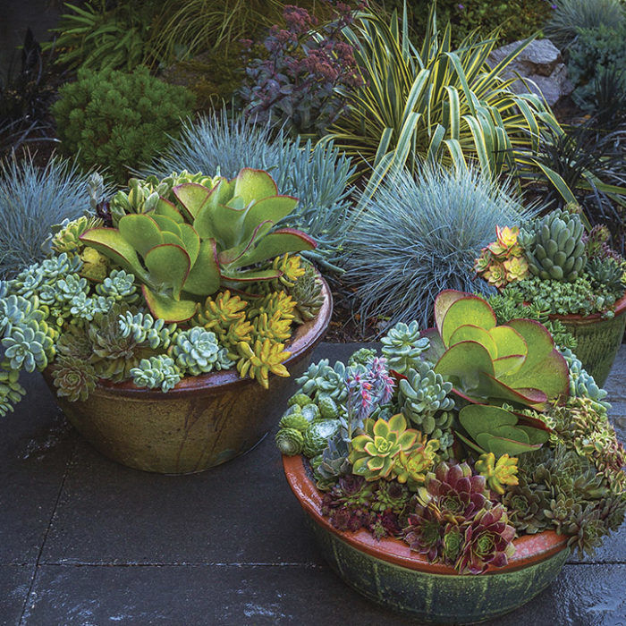 succulents in containers