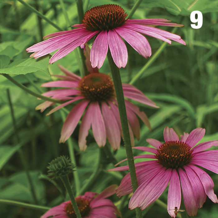 Purple coneflower