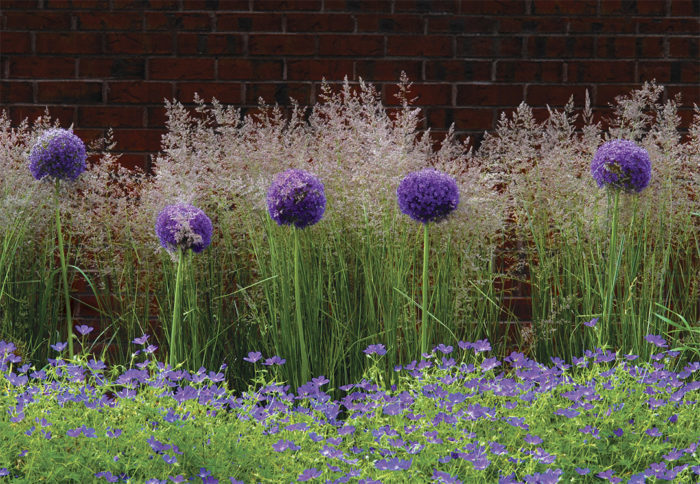 'Millenium' Ornamental Onion