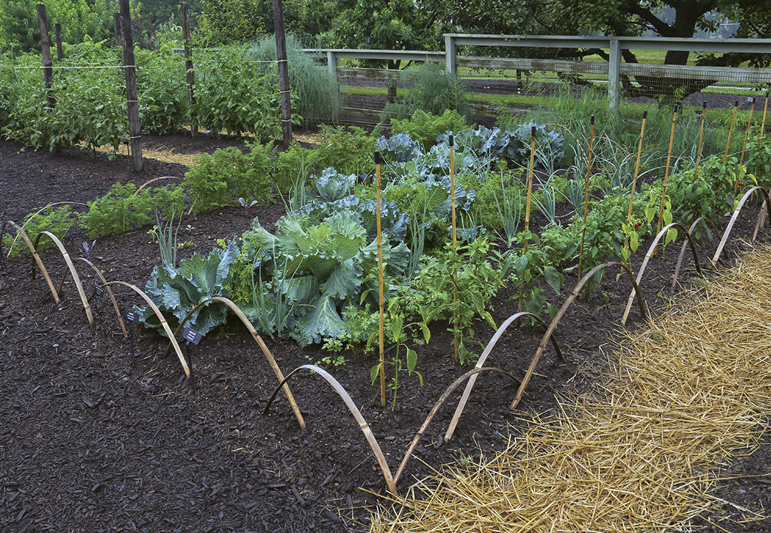 vertical vegetable garden design