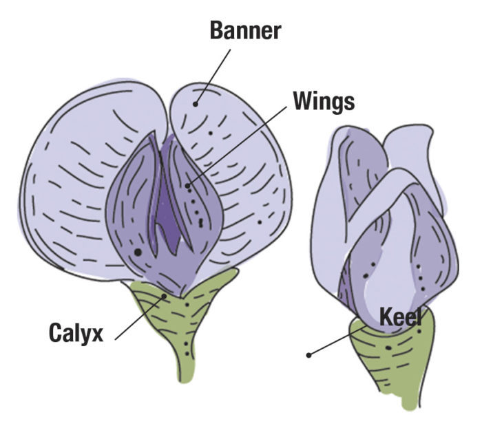 Illustration of baptisia calyx, banner and wings