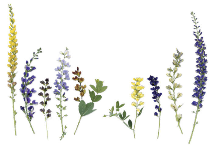 Illustration of various baptisia