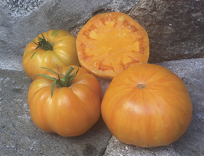 Great White Blues Tomato - Renaissance Farms Heirloom Tomato Seeds