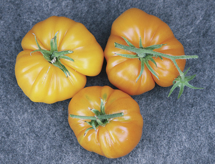 Brandywine Cherry Tomato - Renaissance Farms Heirloom Tomato Seeds