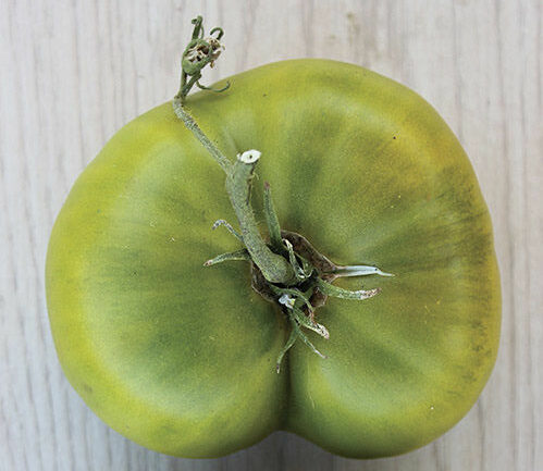 Great White Blues Tomato - Renaissance Farms Heirloom Tomato Seeds