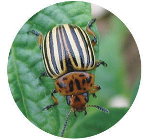 Colorado Potato Beetle