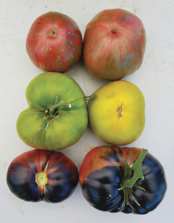 Brandywine Purple Tomato Seeds For Sale At Renaissance Farms