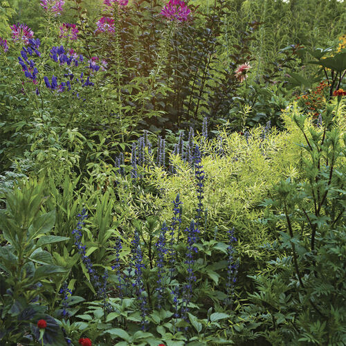 colorful plants in the garden