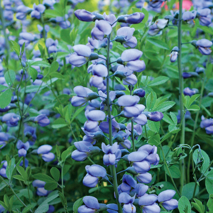 The Science Behind Plant Division - Fine Gardening