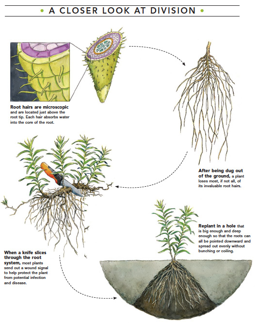 science of plant division