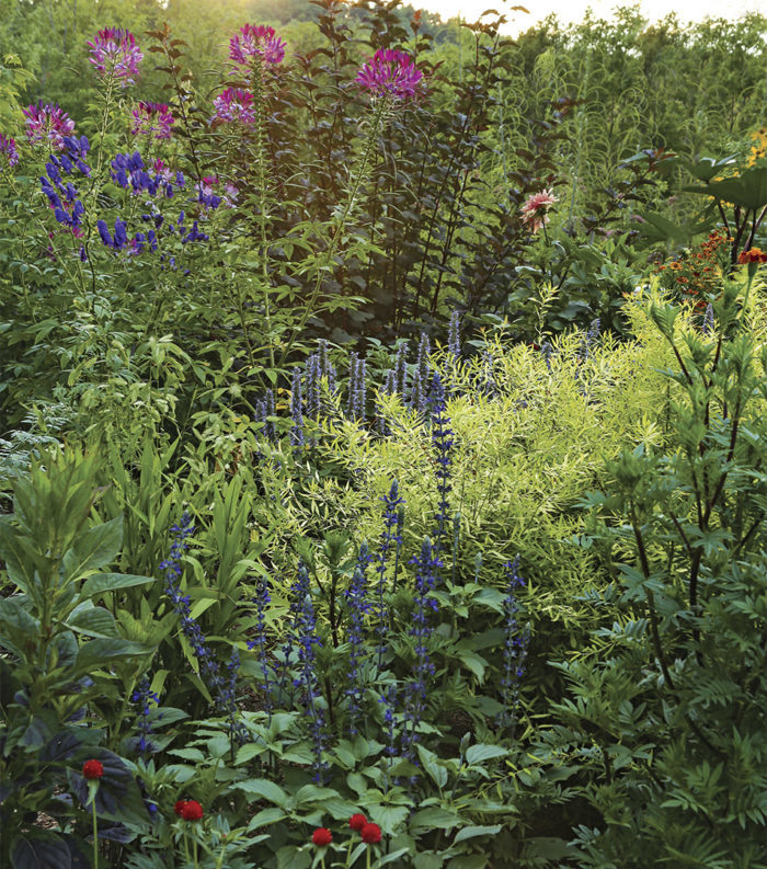 colorful plants in the garden