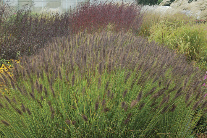 Pennisetum Red Rocket