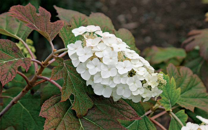 Snow Queen™ Oakleaf Hydrangea