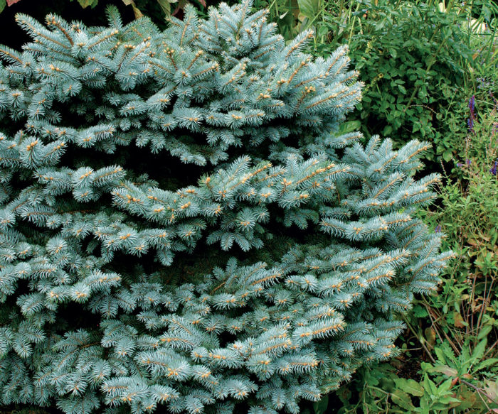 Globe Blue Spruce