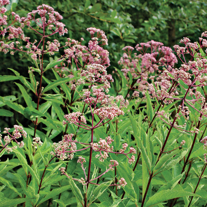 Spotted Joe-Pye Weed