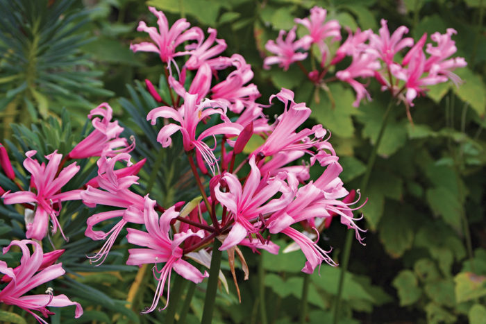 Nerine bowdenii