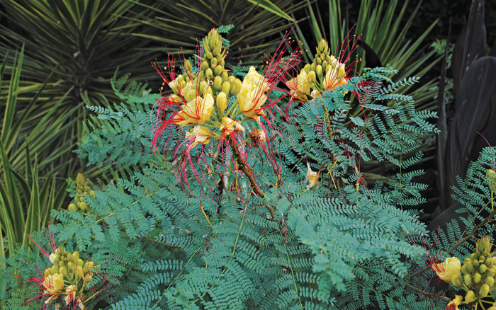 Hardy Bird of Paradise Shrub