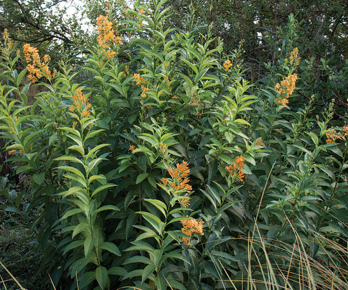 Orange Peel Cestrum