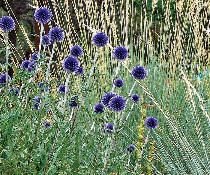 Blue Glow Globe Thistle