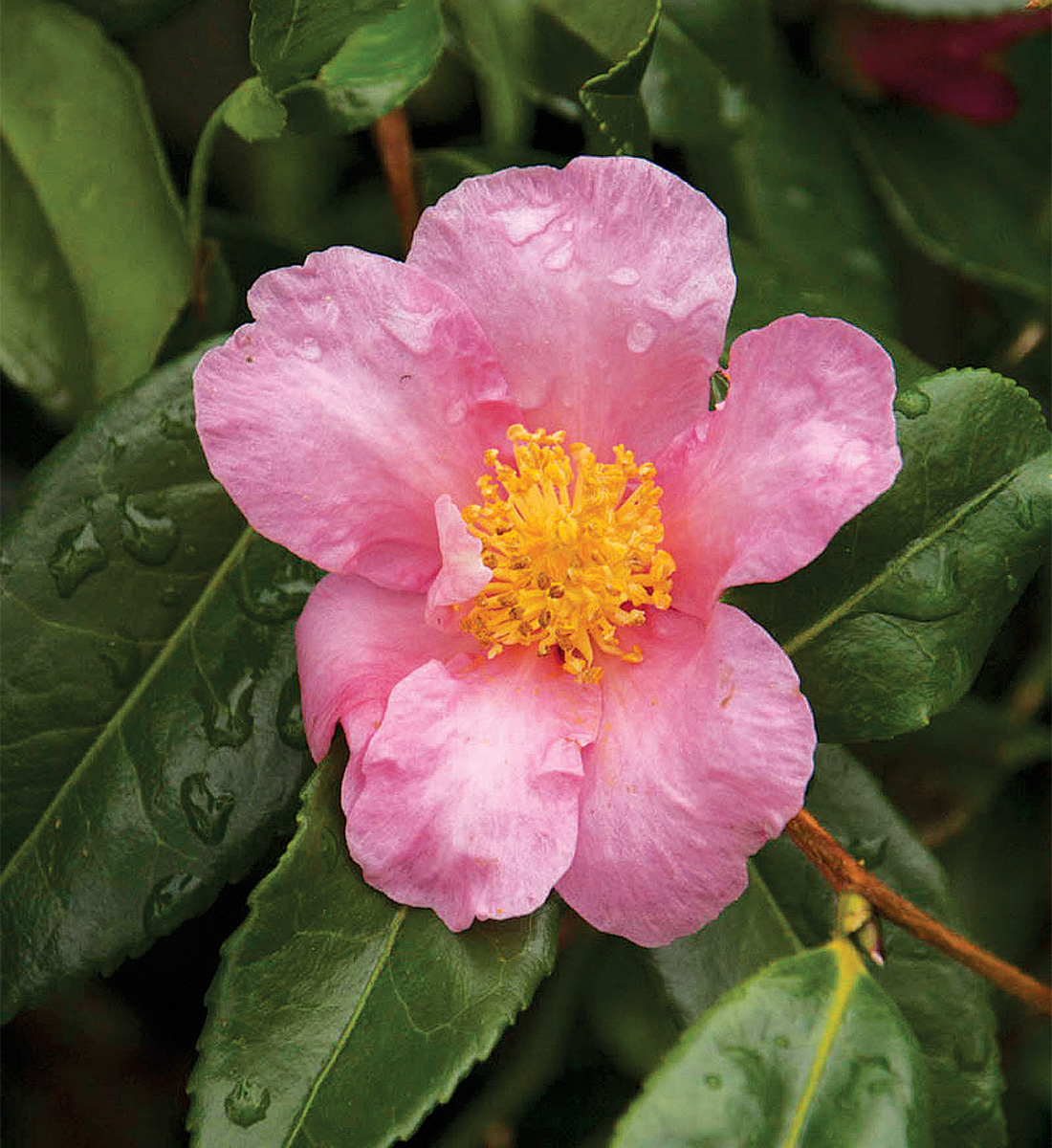 Autumn-Flowering Trees - FineGardening