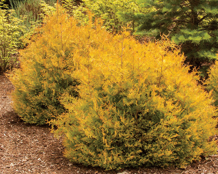 Rheingold Western Arborvitae