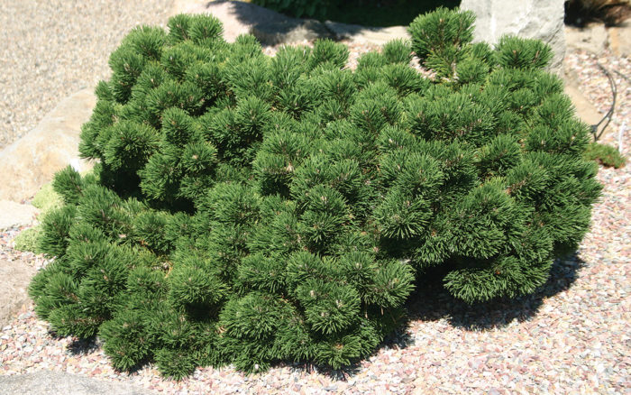 Jakobsen Mugo Pine