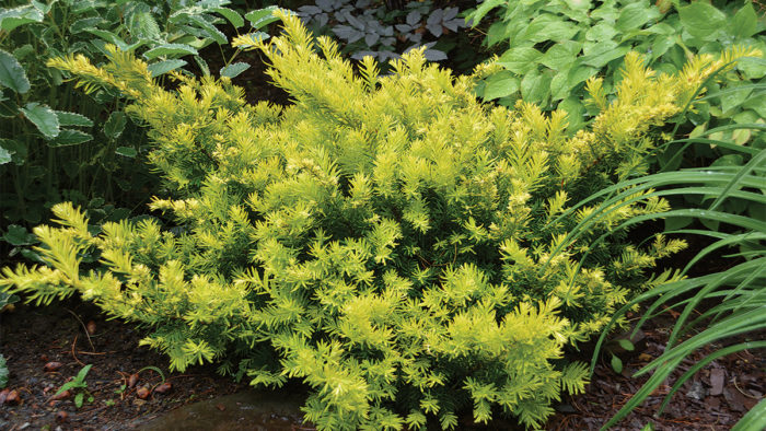 Gold Splash Japanese Plum Yew