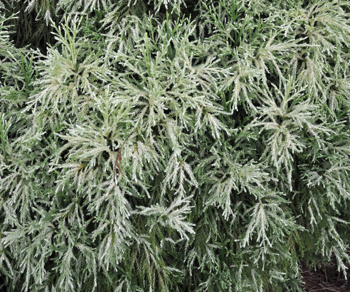 White Tip Japanese Cedar