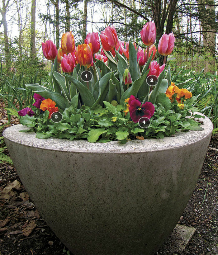 How to Plant Tulips in Pots - FineGardening