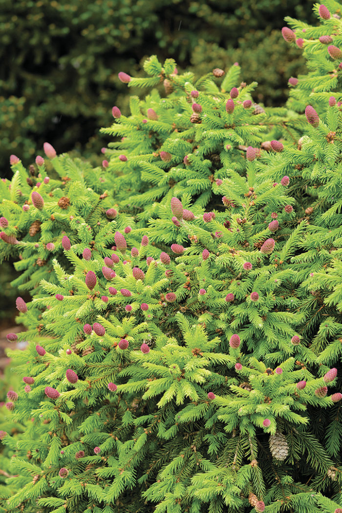 Conifer