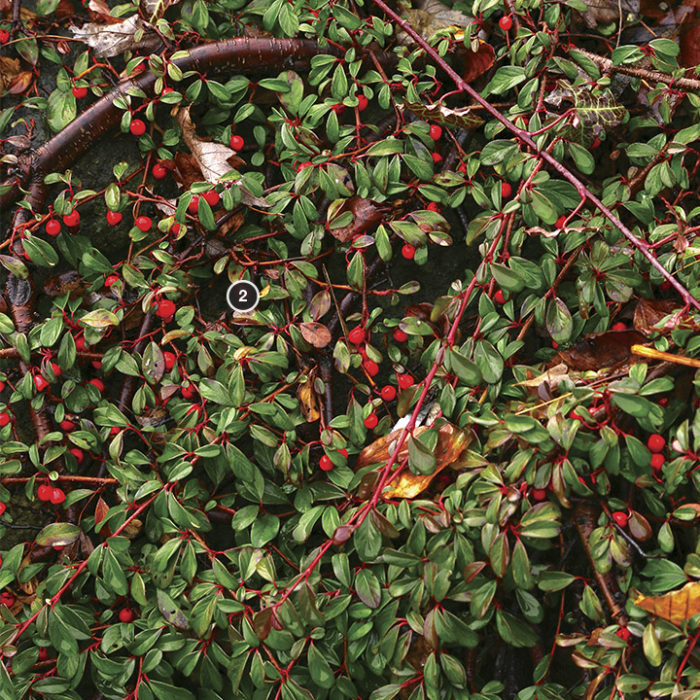 Bearberry cotoneaster