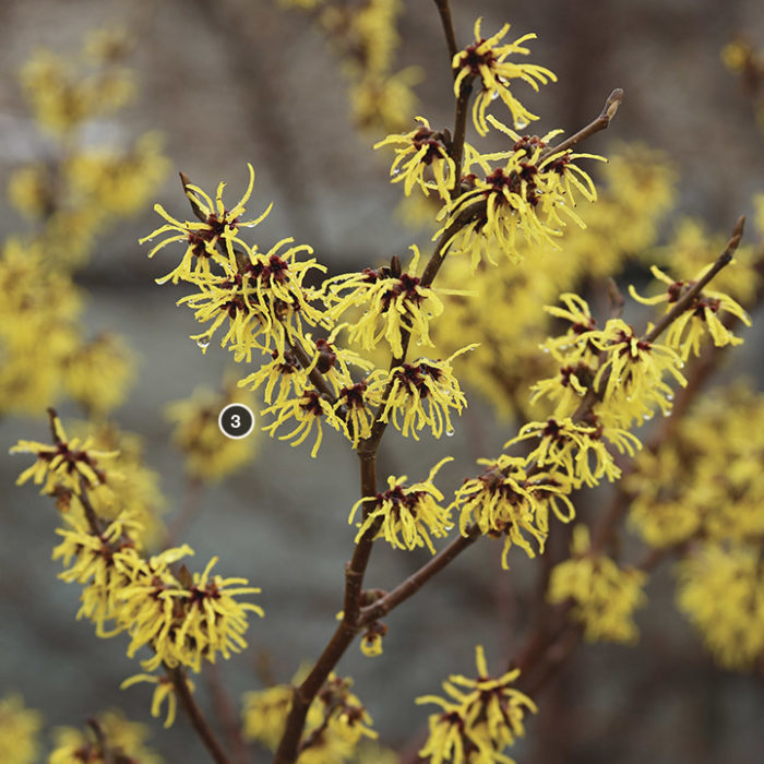 ‘Primavera’ witch hazel