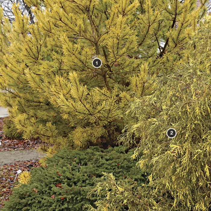 Golden Scots pine, Variegated threadleaf false cypress